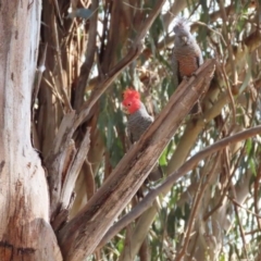 Callocephalon fimbriatum at Watson, ACT - suppressed