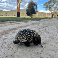 Tachyglossus aculeatus (Short-beaked Echidna) at Watson Green Space - 26 Sep 2023 by AniseStar