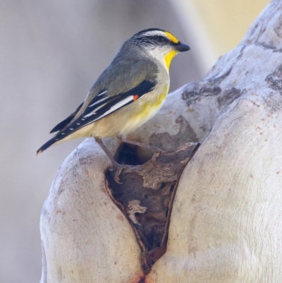 Pardalotus striatus (Striated Pardalote) at Ainslie, ACT - 27 Sep 2023 by jb2602