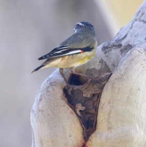 Pardalotus striatus at Ainslie, ACT - 27 Sep 2023