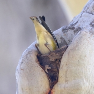 Pardalotus striatus at Ainslie, ACT - 27 Sep 2023