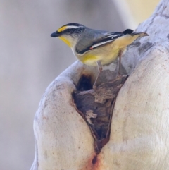 Pardalotus striatus at Ainslie, ACT - 27 Sep 2023