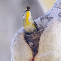 Pardalotus striatus at Ainslie, ACT - suppressed