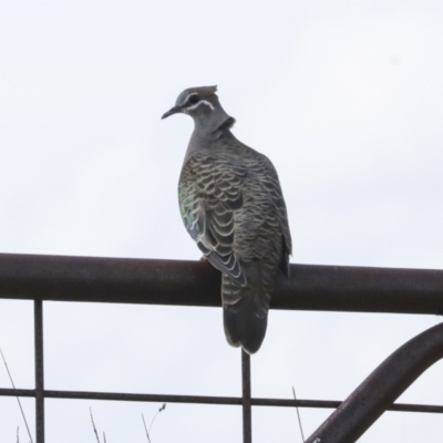 Phaps chalcoptera (Common Bronzewing) at Bungarby, NSW - 27 Sep 2023 by AlisonMilton