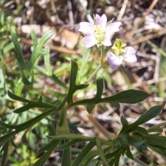 Geranium retrorsum (Grassland Cranesbill) at Mount Majura - 24 Sep 2023 by abread111