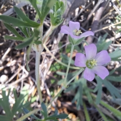 Geranium retrorsum at Watson, ACT - 24 Sep 2023 02:22 PM