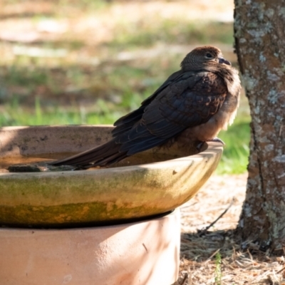 Macropygia phasianella (Brown Cuckoo-dove) at Penrose - 25 Sep 2023 by Aussiegall