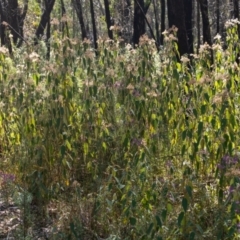 Pomaderris ferruginea at Morton National Park - 24 Sep 2023 by Aussiegall