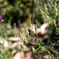 Comesperma ericinum (Heath Milkwort) at Bundanoon, NSW - 24 Sep 2023 by Aussiegall