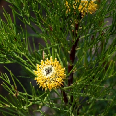 Isopogon anethifolius at Morton National Park - 24 Sep 2023 by Aussiegall
