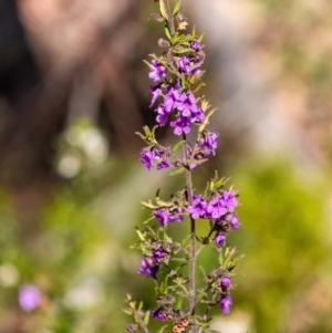 Prostanthera howelliae at Bundanoon, NSW - 24 Sep 2023 11:12 AM