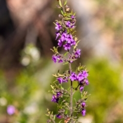 Prostanthera howelliae at Bundanoon, NSW - 24 Sep 2023 by Aussiegall