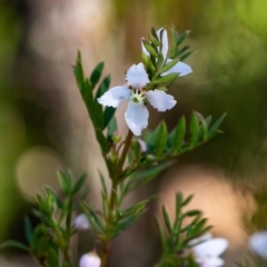 Unidentified Other Shrub at Bundanoon, NSW - 24 Sep 2023 by Aussiegall