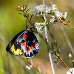 Delias harpalyce (Imperial Jezebel) at Bundanoon, NSW - 24 Sep 2023 by Aussiegall