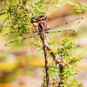 Austropetalia patricia at Bundanoon, NSW - 24 Sep 2023