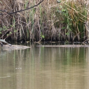 Emydura macquarii at Fyshwick, ACT - 27 Sep 2023 12:27 PM