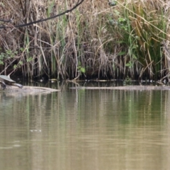 Emydura macquarii at Fyshwick, ACT - 27 Sep 2023