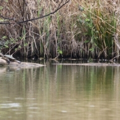 Emydura macquarii at Fyshwick, ACT - 27 Sep 2023 12:27 PM