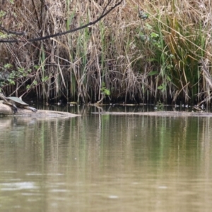 Emydura macquarii at Fyshwick, ACT - 27 Sep 2023 12:27 PM