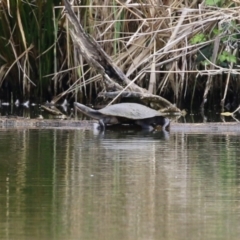 Emydura macquarii at Fyshwick, ACT - 27 Sep 2023 12:27 PM