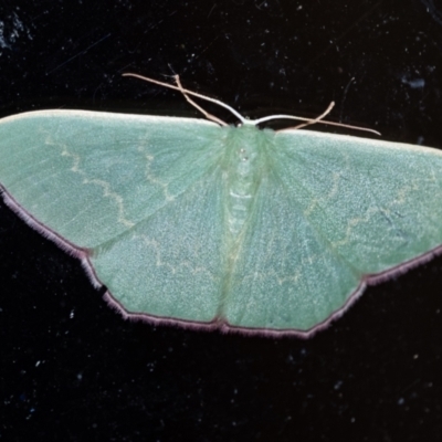 Prasinocyma semicrocea (Common Gum Emerald moth) at Wingecarribee Local Government Area - 20 Sep 2023 by Aussiegall