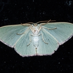 Prasinocyma semicrocea at Penrose, NSW - suppressed