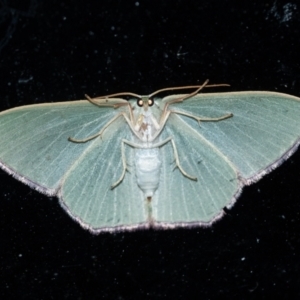 Prasinocyma semicrocea at Penrose, NSW - suppressed