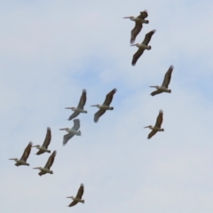 Pelecanus conspicillatus (Australian Pelican) at Fyshwick, ACT - 27 Sep 2023 by RodDeb