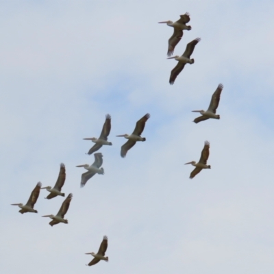 Pelecanus conspicillatus (Australian Pelican) at Jerrabomberra Wetlands - 27 Sep 2023 by RodDeb