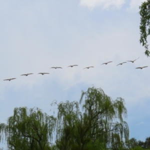 Pelecanus conspicillatus at Fyshwick, ACT - 27 Sep 2023 12:50 PM