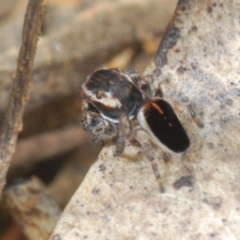 Maratus proszynskii (Peacock spider) at Palarang, NSW - 27 Sep 2023 by Harrisi