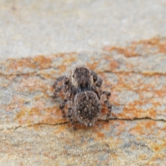 Maratus proszynskii at Palarang, NSW - 27 Sep 2023