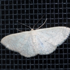 Scopula optivata (Varied Wave) at Penrose, NSW - 20 Sep 2023 by Aussiegall