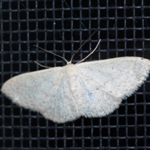 Scopula optivata at Penrose, NSW - suppressed