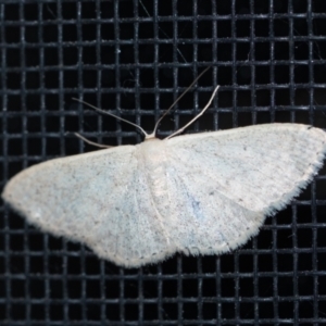 Scopula optivata at Penrose, NSW - 20 Sep 2023