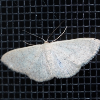 Scopula optivata (Varied Wave) at Wingecarribee Local Government Area - 20 Sep 2023 by Aussiegall