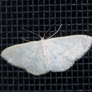Scopula optivata (Varied Wave) at suppressed by Aussiegall