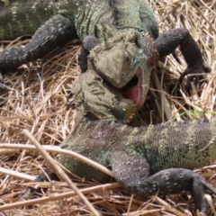 Intellagama lesueurii howittii (Gippsland Water Dragon) at Fyshwick, ACT - 27 Sep 2023 by RodDeb