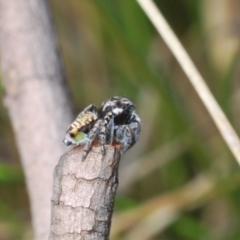 Maratus plumosus (Plumed Peacock Spider) at Merriangaah, NSW - 27 Sep 2023 by Harrisi