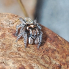 Maratus plumosus at Merriangaah, NSW - 27 Sep 2023