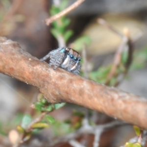 Maratus plumosus at Merriangaah, NSW - 27 Sep 2023