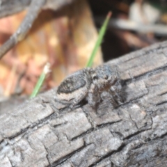 Maratus plumosus at Merriangaah, NSW - 27 Sep 2023