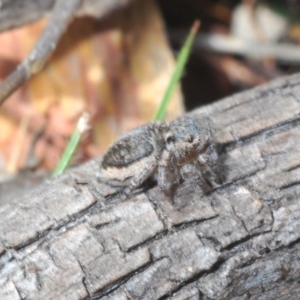 Maratus plumosus at Merriangaah, NSW - 27 Sep 2023