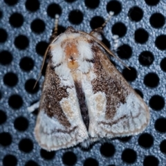 Mecytha fasciata (Macadamia Cup Moth) at Penrose, NSW - 20 Sep 2023 by Aussiegall