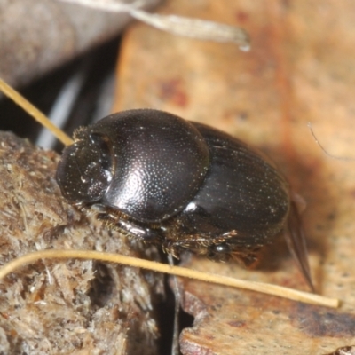 Onthophagus sp. (genus) (Dung beetle) at Palarang, NSW - 27 Sep 2023 by Harrisi