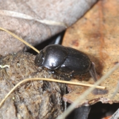 Onthophagus sp. (genus) at Palarang, NSW - 27 Sep 2023