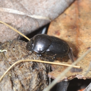 Onthophagus sp. (genus) at Palarang, NSW - 27 Sep 2023