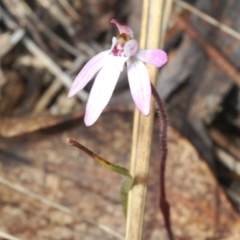 Caladenia fuscata (Dusky Fingers) at Meringo Nature Reserve - 27 Sep 2023 by Harrisi