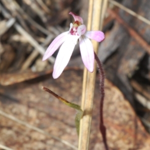 Caladenia fuscata at Merriangaah, NSW - 27 Sep 2023