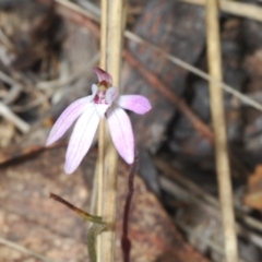 Caladenia fuscata at Merriangaah, NSW - 27 Sep 2023